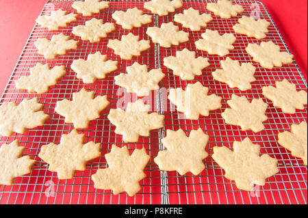 Rack di raffreddamento riempito con Foglia di acero di zucchero a forma di cookie su uno sfondo rosso Foto Stock