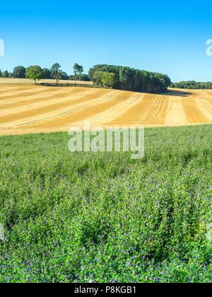 Campo di fioritura Alfalfa (lucerna, luzerne) raccolto - Francia. Foto Stock