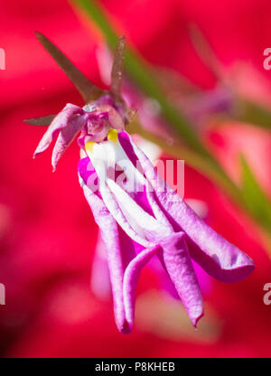 Lobelia Dryig infront di rosso dei gerani rende una suggestiva immagine di forme e colori Foto Stock