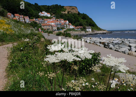 Guardando attraverso la passeggiata verso Runswick Bay con persone sul percorso e hogweed fiori in primo piano. Foto Stock