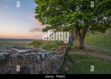 Lo straordinario paesaggio immagine del platano interstizio in corrispondenza del vallo di Adriano in Northumberland al tramonto con fantastiche tarda primavera luce Foto Stock