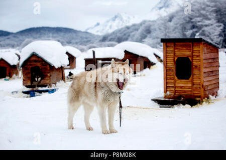 Ushuaia, Argentina. 12 Luglio, 2018. Un husky è visto nell'incubatoio 'Siberici di fuoco" in Ushuaia, Tierra del Fuego Provincia, Argentina, 8 luglio 2018. Le slitte trainate dai cani, millenaria attività in alcune regioni dell'emisfero settentrionale come l'Alaska, Scandinavia, o la Siberia, attrarre turisti nel sud dell Argentina di oggi. Credito: Martin Zabala/Xinhua/Alamy Live News Foto Stock