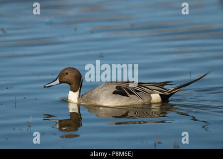 Ritratto di maschi di anatra Pintail (Anas acuta) galleggianti sull'acqua con sfondo blu Foto Stock