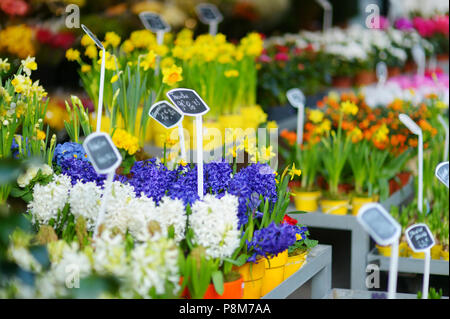 Bellissimi fiori colorati venduti su outdoor negozio di fiori a Parigi, Francia Foto Stock