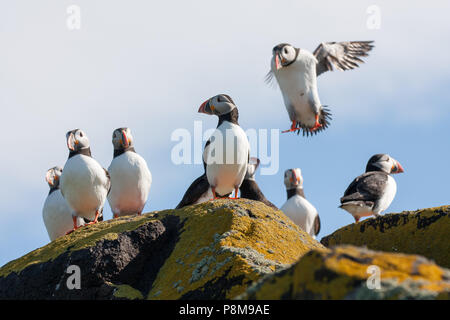 Isola di maggio nel Firth of Forth della costa di Fife Foto Stock