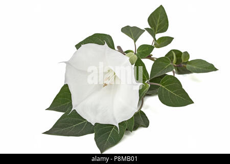 Datura fiore, DOPE, stramonium, thorn-apple, jimsonweed, isolato su sfondo bianco Foto Stock