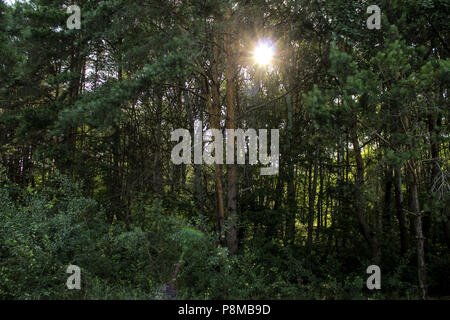 Sunrise in pineta Foto Stock