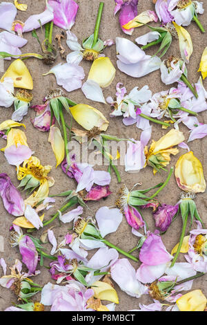 Punto morto rose a fiore e petali su pietra. Foto Stock
