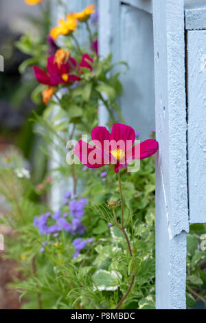 Fiori in mostra sul lato di un mucchio di composto di pallet a una mostra del fiore. Regno Unito Foto Stock