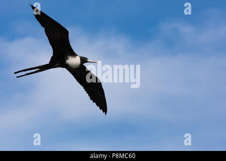 Femmina volanti frigatebird magnifico Foto Stock