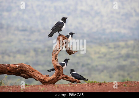 Quattro Pied Crows Corvus albus seduto in un gruppo su un vecchio ramo morto Foto Stock