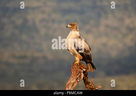 Bruno Eagle Aquila rapax appollaiate su un vecchio ceppo di albero in Sud Africa Foto Stock