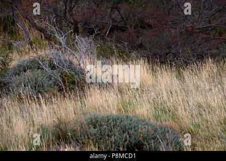 Nasello di Patagonia Puma cub seduta parzialmente nascosto dietro gli arbusti alti e di erba secca Foto Stock