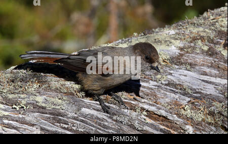 Jay siberiano, Perisoreus infaustus, arroccato su un tronco di albero morto Foto Stock