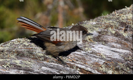 Jay siberiano, Perisoreus infaustus, arroccato su un tronco di albero morto Foto Stock