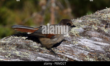 Jay siberiano, Perisoreus infaustus, arroccato su un tronco di albero morto Foto Stock