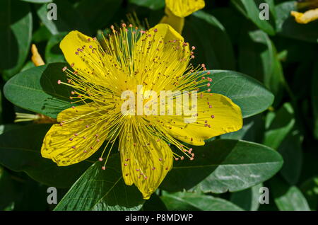 Hypericum calycinum, Iperico o rosa gialla di Sharon bush flower close-up con una massa centrale di colore giallo brillante stami, Sofia, Bulgaria Foto Stock