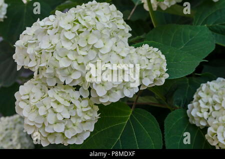 Più bianco pianta di ortensie o hortensia fiore con fiore e foglie in giardino, Sofia, Bulgaria Foto Stock