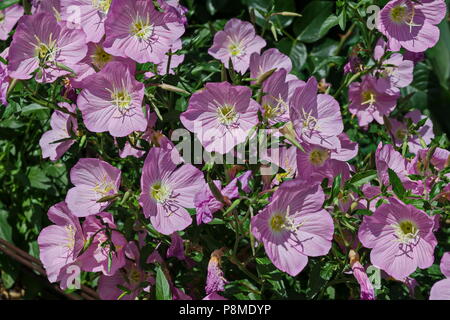 Rosa di enagra o fiore Oenothera speciosa blooming sul prato primavera, closeup, Sofia, Bulgaria Foto Stock