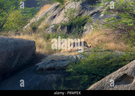 Indiani selvatici leopard o Panthera pardus fusca camminando sulle rocce a Bera in Rajasthan in India a monti Aravalli gamma Foto Stock