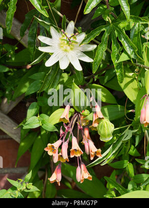 Fiori d'estate della metà hardy twining scalatori, Bomarea edulis e Passiflora caerulea 'Costanza Elliott' condividono una parete di sole Foto Stock