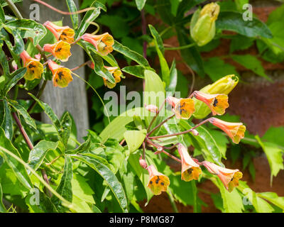 Fiori d'estate della metà hardy twining scalatore Bomarea edulis Foto Stock