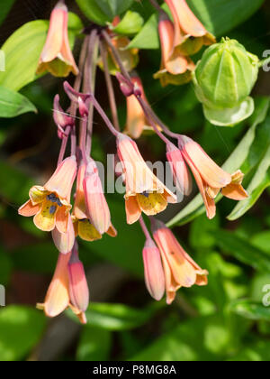 Fiori d'estate della metà hardy twining scalatore Bomarea edulis Foto Stock