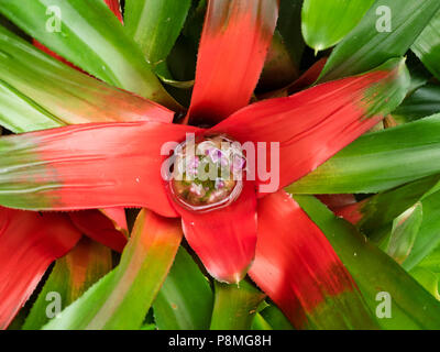 Rosso fogliame sano punto per i piccoli fiori viola della gara bromeliad, Neoregelia carolinae 'Meyendorffii' Foto Stock