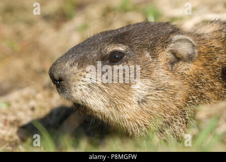 Un colpo alla testa di una marmotta nordamericana Foto Stock