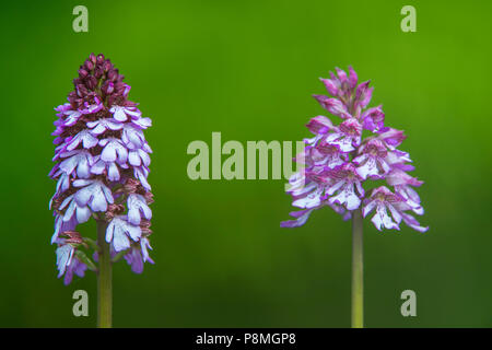 Un normale lady orchid e un ibrido di lady orchid e orchidea militare Orchis x hybrida Foto Stock