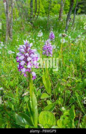 Militare di piante di orchidee (Orchis militaris) in pascoli calcarei Foto Stock