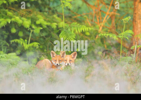 Due youg volpi rosse (Vulpes vulpes vulpes) sdraiati al sole Foto Stock