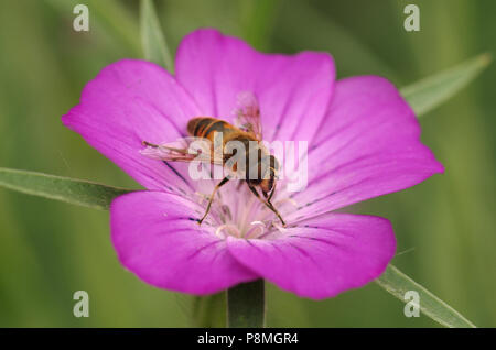 Drone fly (Eristalis tenax) su Corncockle comune Foto Stock