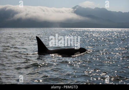 A differenza dei residenti balene killer il transitorio balena killer solo caccia per i mammiferi marini Foto Stock