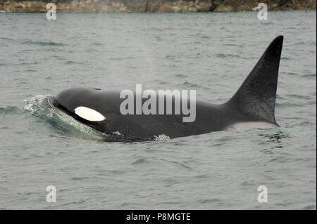 A differenza dei residenti balene killer il transitorio balena killer solo caccia per i mammiferi marini Foto Stock