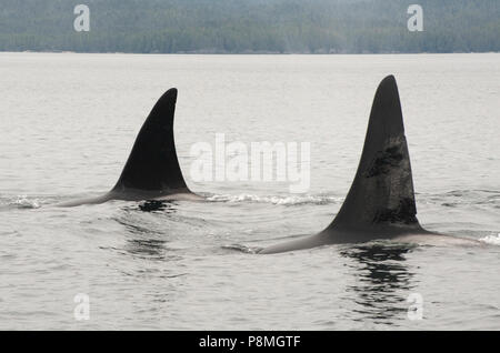 A differenza dei residenti balene killer il transitorio balena killer solo caccia per i mammiferi marini Foto Stock