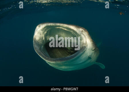 Ritratto frontale di un squalo balena (Rhincodon typus) con la sua bocca aperta Foto Stock