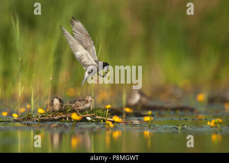 Black Tern (Chlidonias niger) alimentazione di pulcini nel nido artificiale Foto Stock
