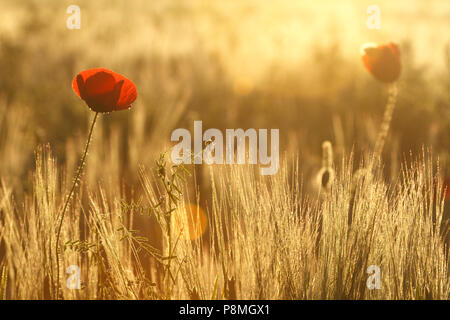 Poppies in mattina calda retroilluminazione Foto Stock