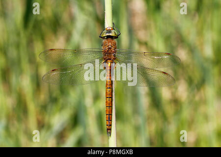 Un maschio verde-eyed hawker (Aeshna isoceles) Foto Stock