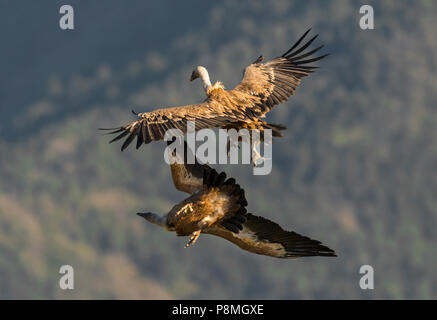 Due grifoni combattono in volo Foto Stock