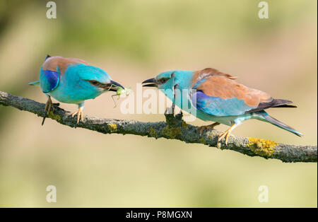 Due rulli europea (Coracias garrulus) su un ramo la condivisione di un grande Cavalletta verde Foto Stock