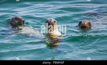 Tre curiosi le foche (Arctocephalus australis) in mare Foto Stock