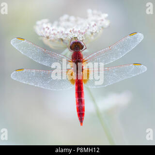 Scarlet darter (Crocothemis erythraea) sul fiore Foto Stock