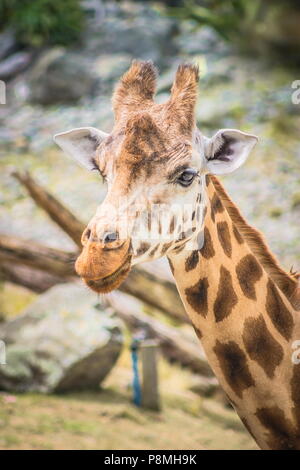 Close up viso e collo lato immagine di profilo di una giraffa Foto Stock