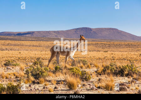 Vicuna (Vicugna vicugna) camminando sul Altiplano nel Lauca Parco Nazionale Foto Stock