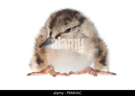 Common redshank chick isolata contro uno sfondo bianco Foto Stock