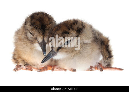 Due comuni redshank pulcini isolati contro uno sfondo bianco Foto Stock