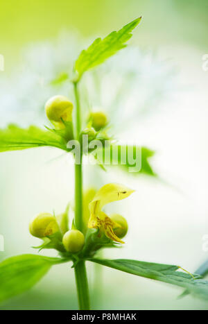 Arcangelo giallo Foto Stock