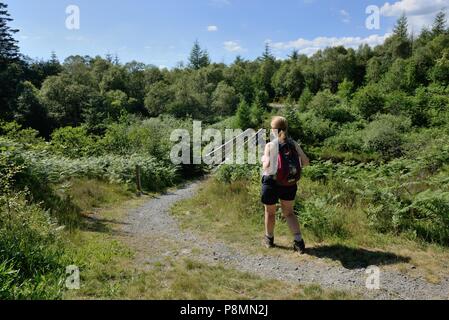 Una donna che cammina nel Galloway Forest Park, Dumfries and Galloway, Scozia, durante la stagione estiva Foto Stock